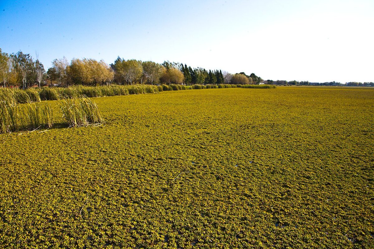 ClimatePals's tweet photo. 🇦🇷The Humid Pampas, Central Argentina’s fertile heartland, deliver $10B/year in ecosystem services!

 🫒 These lush prairies Spans 398,966 km² and produce 60% of Argentina’s grain and beef while supporting 90% of crops. It is home to species like Rheas and Armadillos. It is vital for food security and biodiversity. 🦫

🌾Agricultural intensification, soil degradation, and habitat fragmentation threaten its balance. 🌿

#Biodiversity #Conservation #HumidPampas #Food #Ecosystem #FoodSecurity #Fertile #Prairies #Grains #Beef #Crops #Rheas #Armadillos #Agriculture #SoilDegradation #HabitatLoss #Fragmentation #Pollution #ClimateCrisis #ClimateAction #ActNow #Pampas #Argentina #Argentinas #SouthAmerica