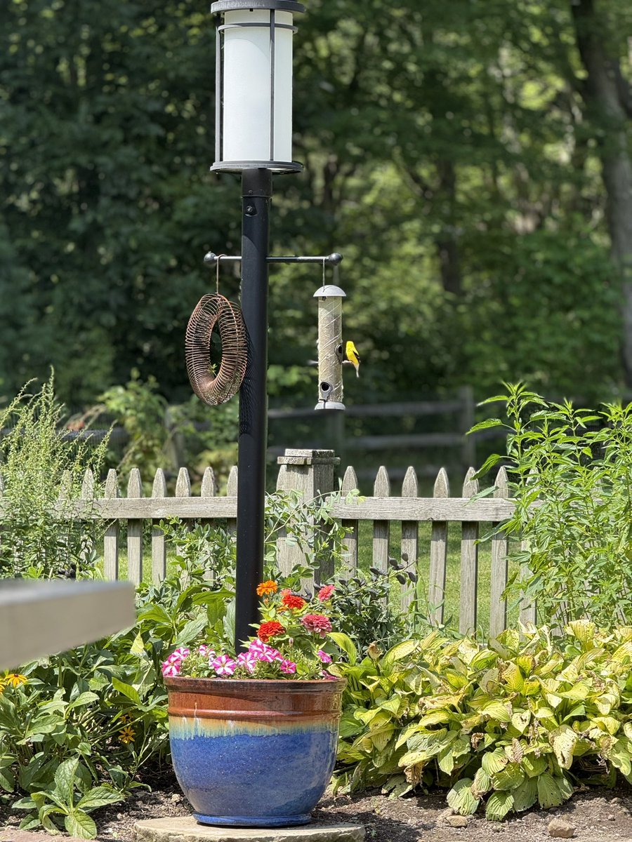 #summer #goldfinch #AugustVibes