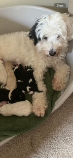 🆘2 AUG 2025 #Lost Alice #ScanMe
White &amp; Black Labradoodle Female
Hawkshaw Avenue #Darwen #BB3 #Lancashire
Alice is a very timid #Rescue very wary of strangers
doglost.co.uk/dog/199410