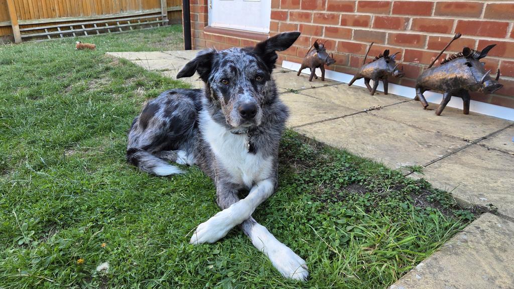 Scruffy Border Collie tweet media