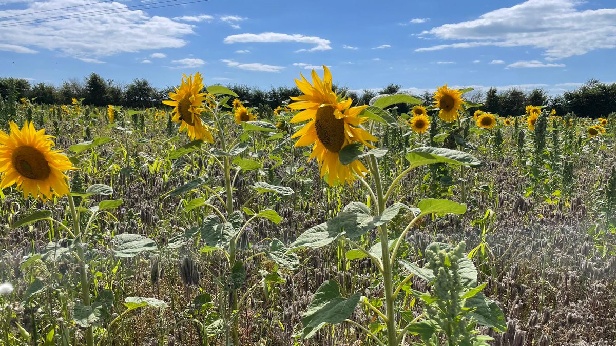 Today been on an epic 10 mile walk on the IOW. Yarmouth, Freshwater, Totland bay, Colwell bay. Several fields of sunflowers and fab views