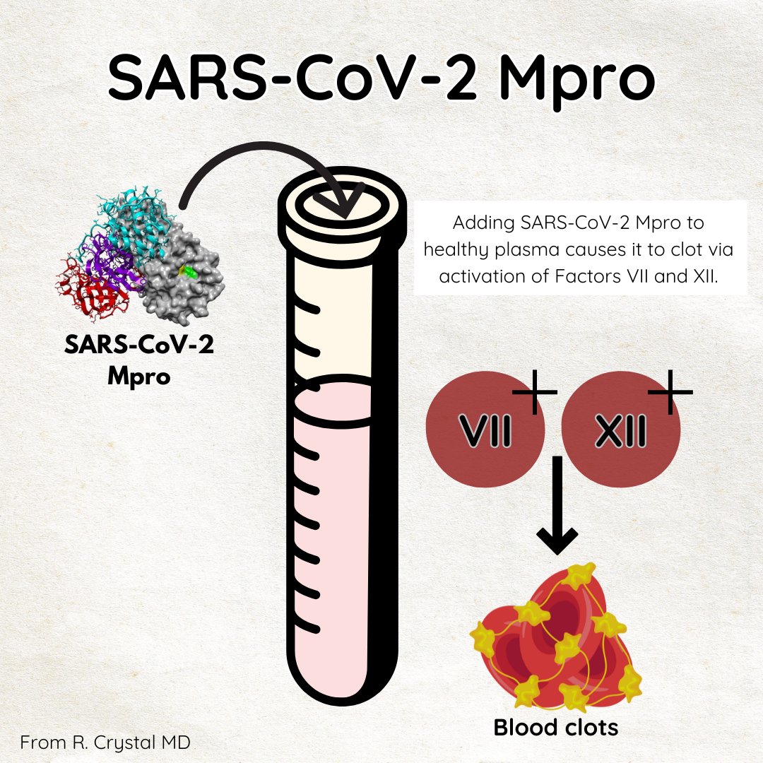 🩸A new study shows that adding SARS-CoV-2’s main protease (Mpro) enzyme to plasma from healthy donors can trigger blood clots by activating coagulation factors VII and XII. buff.ly/hWZB7aS

🩸This may help explain why COVID increases blood clot risk.