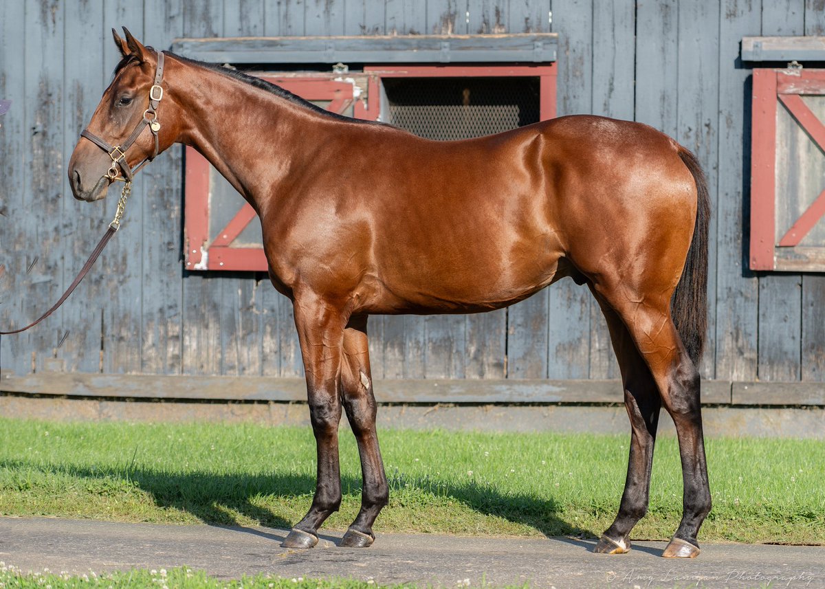 Amy Lanigan Photos (@amylanigan1) on Twitter photo Hip 101, big-walking colt by the late, great <a href="/coolmoreamerica/">Coolmore America</a> stallion UNCLE MO, from the family of G1 winners STEPHEN GOT EVEN, LORD AVIE, etc. selling <a href="/FasigTiptonCo/">Fasig-Tipton</a> Saratoga Sale with Anderson Farms. Hip 101, big-walking colt by the late, great <a href="/coolmoreamerica/">Coolmore America</a> stallion UNCLE MO, from the family of G1 winners STEPHEN GOT EVEN, LORD AVIE, etc. selling <a href="/FasigTiptonCo/">Fasig-Tipton</a> Saratoga Sale with Anderson Farms.