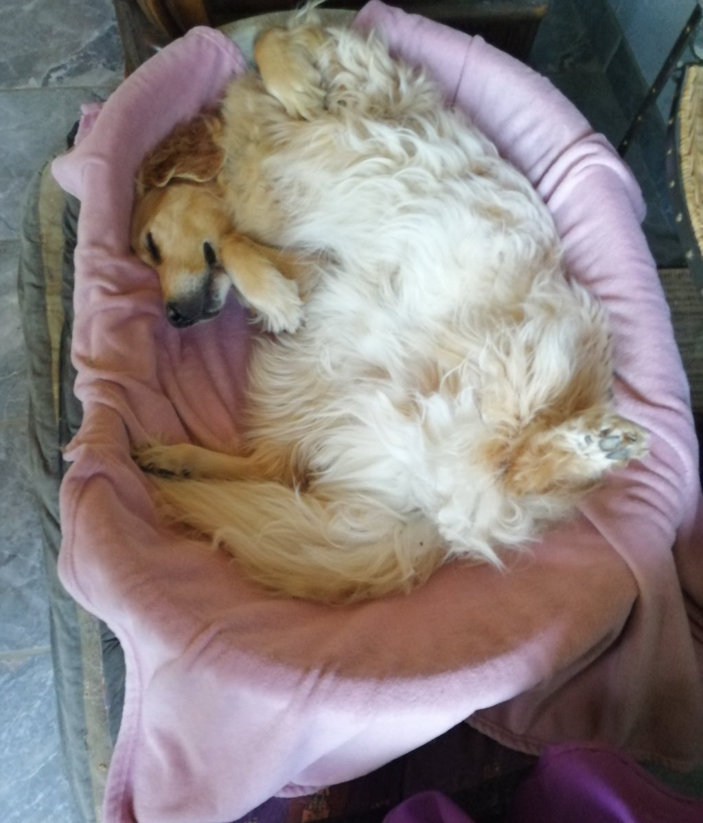 Le dernier des poilus de retour à la maison se repose dans sa position préférée.
Comme je l'aime mon p'tit prince