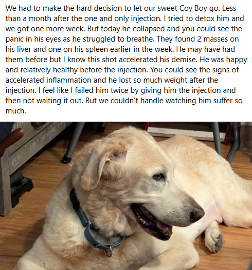 badpetmeds's tweet photo. Another death after only one shot of Librela. RIP Coy Boy. 🌈💔😢
#Librela #RecallLibrela #SayNoToLibrela https://t.co/6eQQLoTBUp