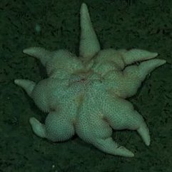 - SOY AZATHOTH, EL CAOS SUPREMO, EL PRINCIPIO Y EL FIN, ATORMENTADO POR LA MÚSICA Y EL RUIDO INFINITO, CUANDO DESPIERTE MIS IMPULSOS PRIMORDIALES ARRASARAN CON TODO.
- Que tal, yo soy Quique, tengo un terrenito acá que saqué con el PROCREAR, gracias a Dios