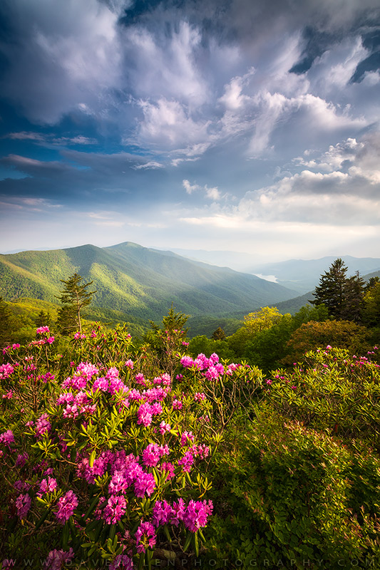 Where My Heart Belongs - Golden hour light over blooming rhododendron along the Blue Ridge Parkway near Asheville, North Carolina.  Hope that y'all are having an awesome weekend so far!  😀