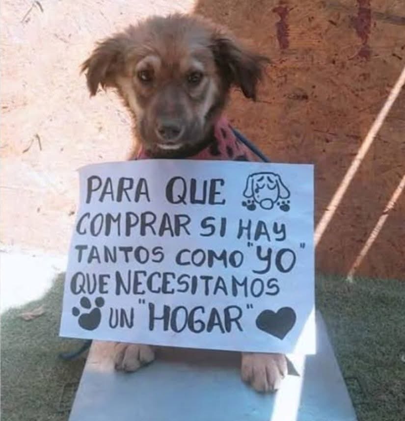 mayumiguillen's tweet photo. Adopta ❤️🐶❤️ https://t.co/drHU54cSKh