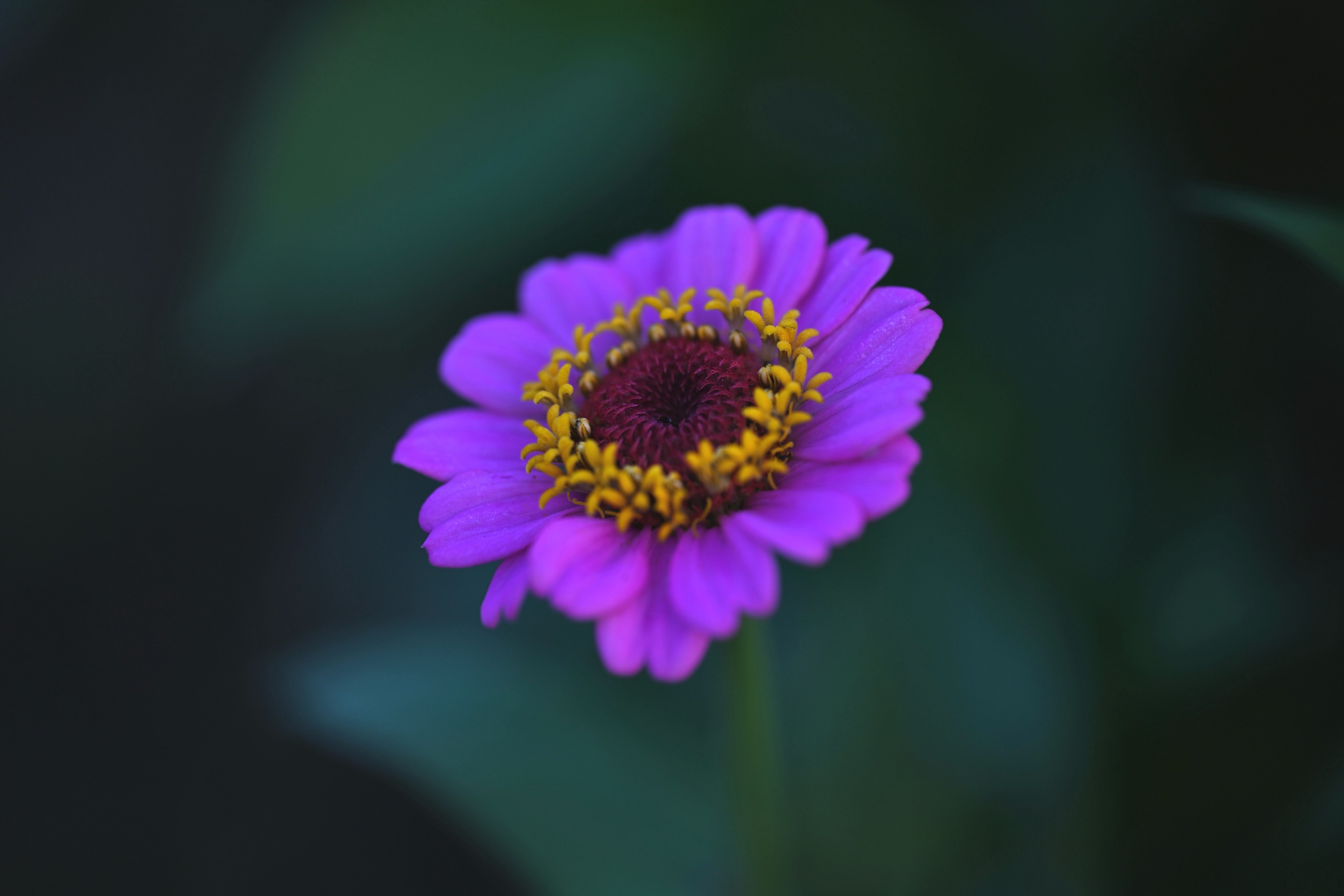 📸kazumi (@zf1118kazumi) / X