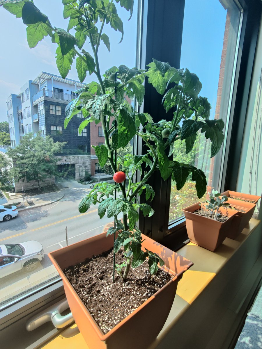 Plant dad part 4:
TOMATOES YIPPEE
