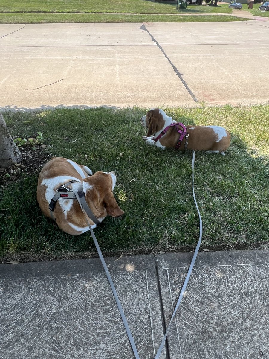 mkknott's tweet image. The hounds say this feels like heaven and so does momma!!!! 🙌🏼 #stlweather