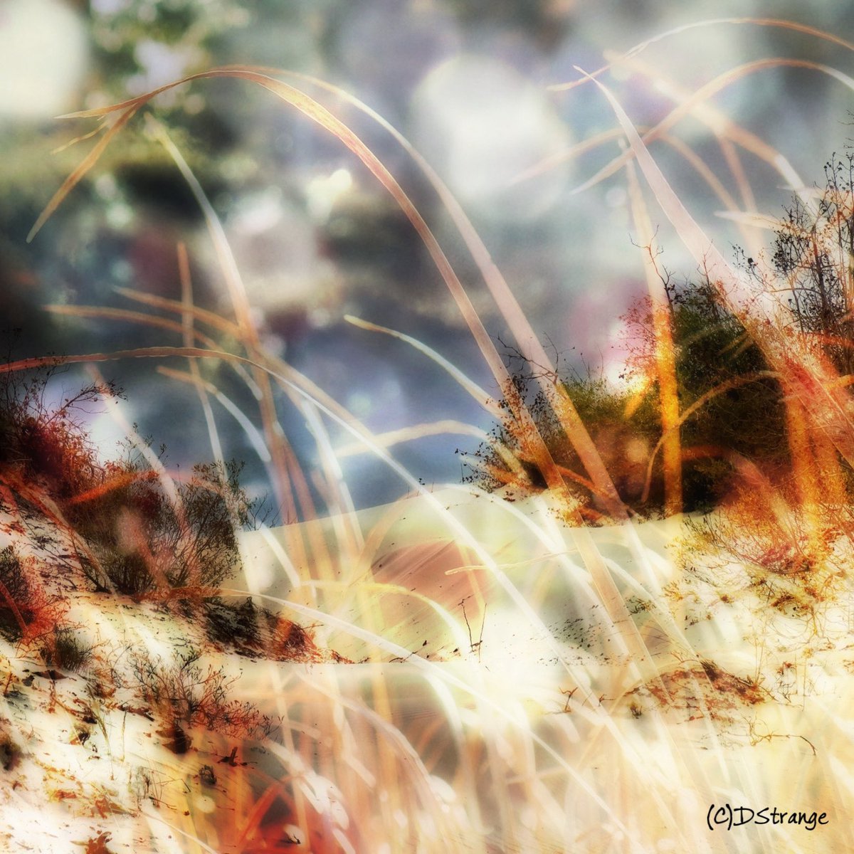 Debbie Strange archive of selected published©️work (@debbie_strange) on Twitter photo #haiku #photography Humana Obscura 13, Summer ‘25 - TY <a href="/humanaobscura/">humanaobscura</a> 💐
please read the digital issue here:
drive.google.com/file/d/1oZj7J7…
beach grasses
sand settles in the dunes
of my body
hymnography
the wind and waves
know how
moonwake
the path I chose
to follow
#summer #beach #haiku #photography Humana Obscura 13, Summer ‘25 - TY <a href="/humanaobscura/">humanaobscura</a> 💐
please read the digital issue here:
drive.google.com/file/d/1oZj7J7…
beach grasses
sand settles in the dunes
of my body
hymnography
the wind and waves
know how
moonwake
the path I chose
to follow
#summer #beach