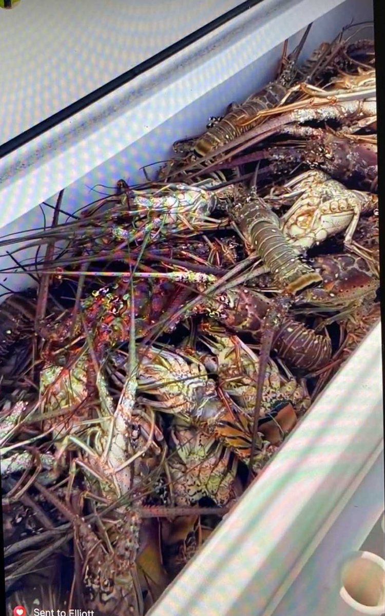 My Godsons catch opening day of crawfish season in the Bahamas