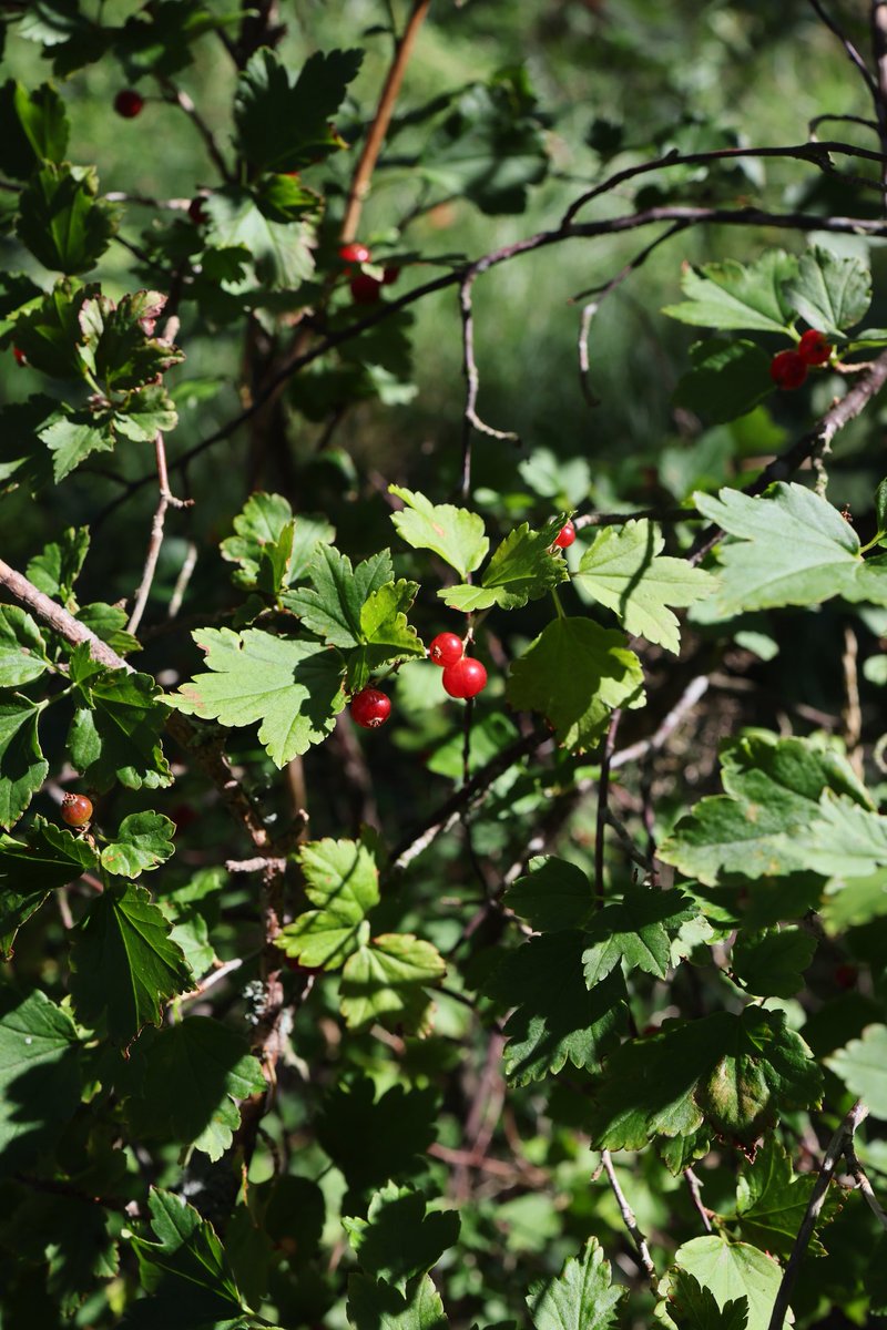 Forest treasures

#berries #flowers #lightandshade #naturephotography #greenery #photography #photographylovers #photomode #photographer #photoism