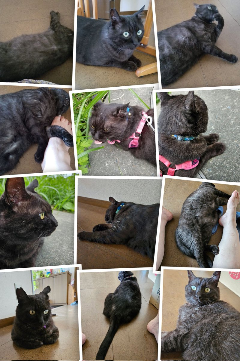 おはようございますm(__)mヤマト特集です＼(^-^)／毎日暑くてたまりません…😓冷風扇つけっぱなしで寝てます（笑）お盆が過ぎたら涼しくなりますようにm(__)m明日からまた仕事がんばります＼(^-^)／皆さんも水分補給忘れずに無理しないでファイト🚩😃🚩