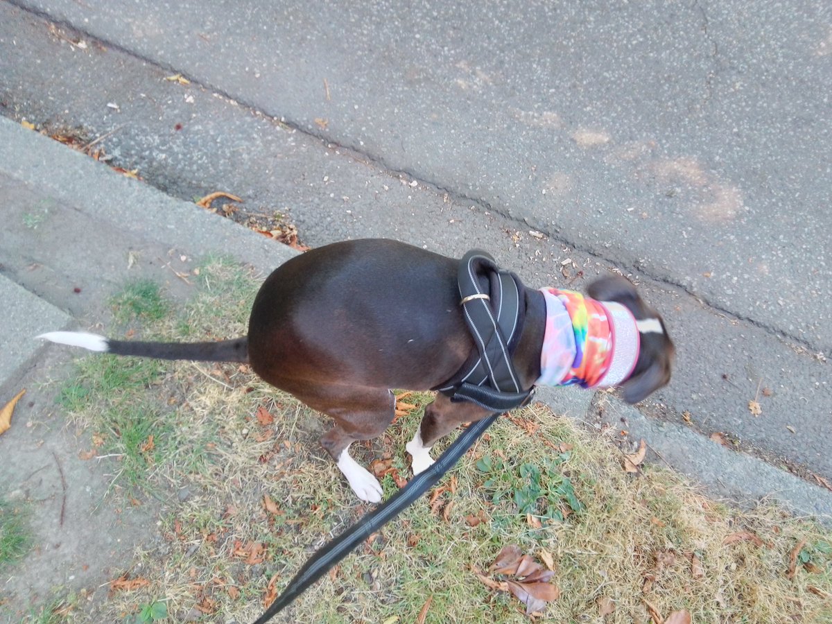 LebrockTony's tweet photo. Sat🌅🐕⌛BombasticPitt🛑💙🐾💙💙😏🙄😜💙💙🐾💙
#StaffieSaturday #pittiepees
#dogspooping #dogspeeing
#morningvibes #pooping #pet #pee #peeingoutside #scat #dogwalk #petbusiness #dog
#MadamRiley https://t.co/WOA57ZytTt