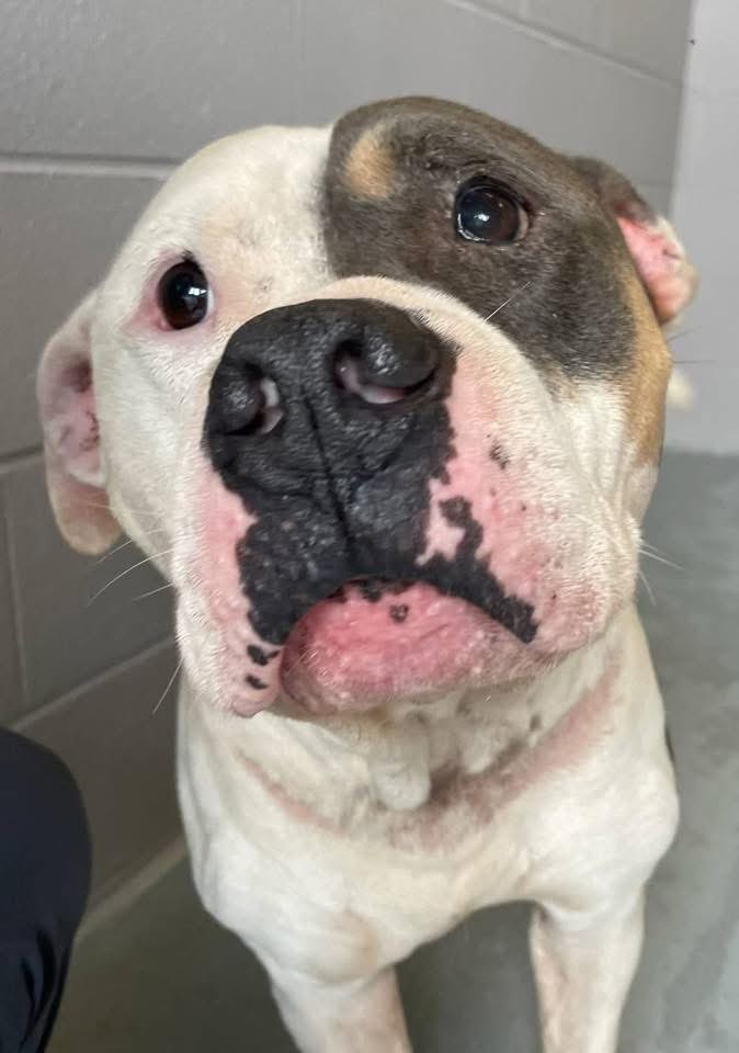 ash__almighty's tweet image. 🥺 Look at that heartbroken face! Poor Bartholomew was surrendered. This boy is big in size and in heart! He is an absolute sweet, gentle soul! ❤️‍🩹 
📍 Bishopville #SouthCarolina 
☎️ (803) 483-7387
@Dubs4Mutts @psychicwhisper3 @PawsnTails4TX #AdoptDontShop