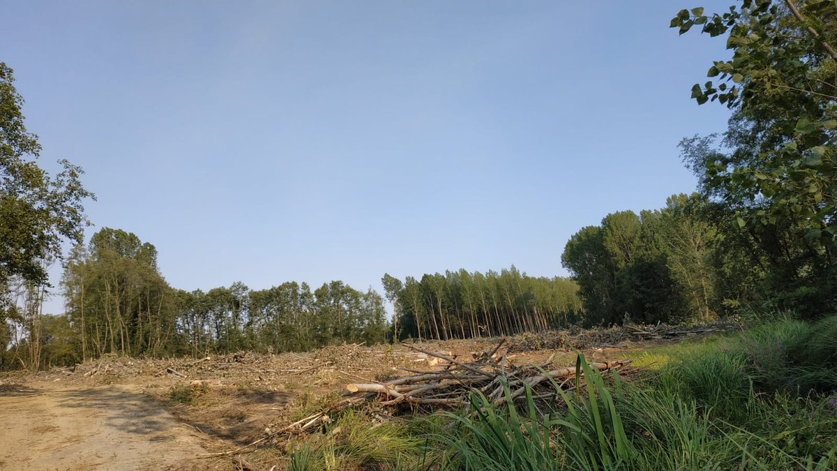 ecologistaspalencia (@eeapalencia) on Twitter photo #Manquillos corta en chopera desde abril, en plena época de nidificación. Hemos preguntado al ST de Medio Ambiente de la <a href="/jcyl/">Junta de Castilla y León</a> si esta corta cuenta con autorización. #Manquillos corta en chopera desde abril, en plena época de nidificación. Hemos preguntado al ST de Medio Ambiente de la <a href="/jcyl/">Junta de Castilla y León</a> si esta corta cuenta con autorización.