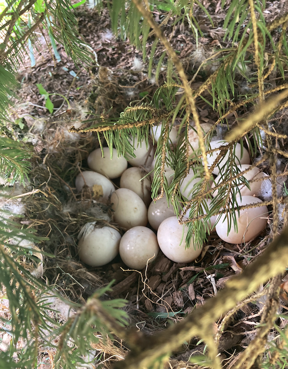 DamselHomestead's tweet photo. havent seen a duck egg in about a week...almost mowed over a khaki.  she was not pleased. https://t.co/mb9WGLMymJ