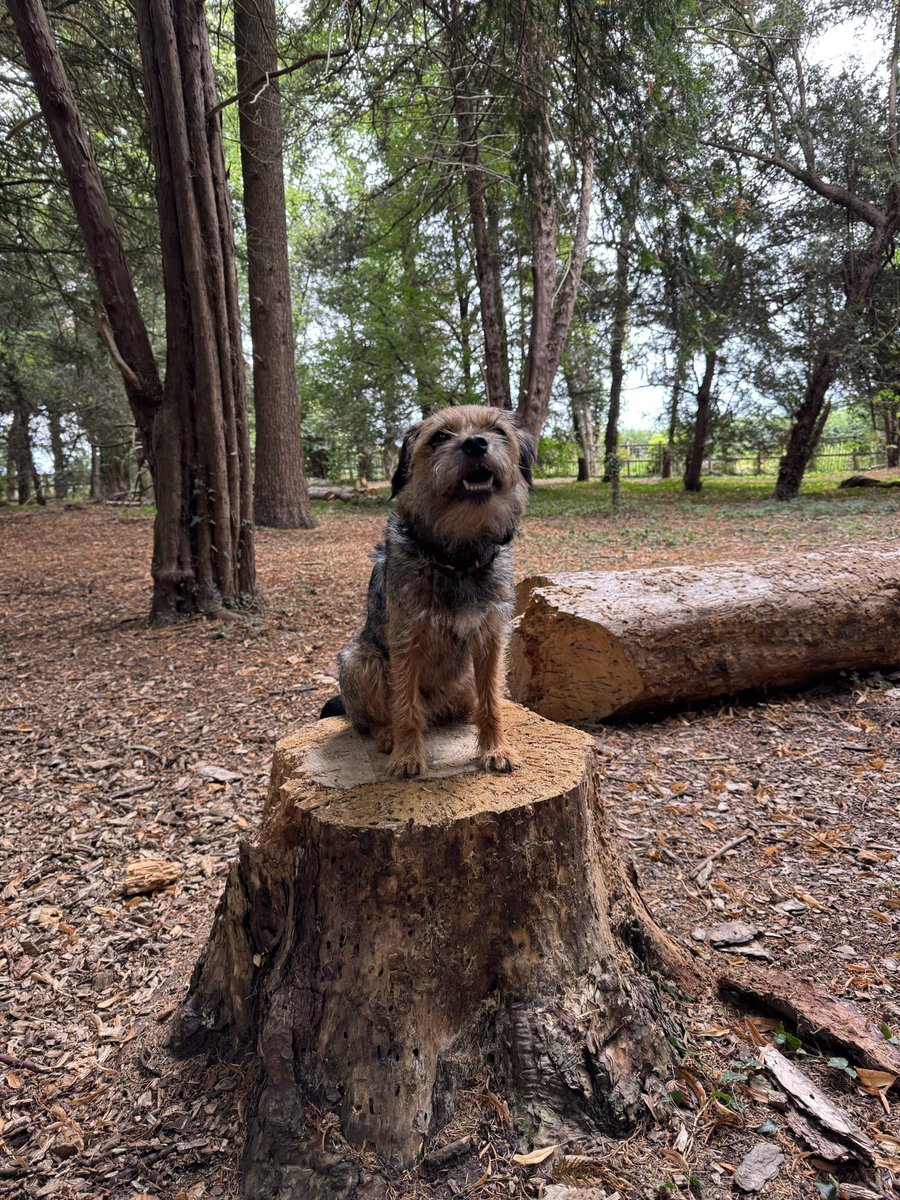 Happy Boots #stumpclub #btposse