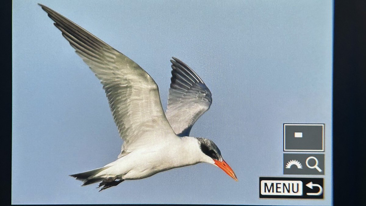 Tweet media one