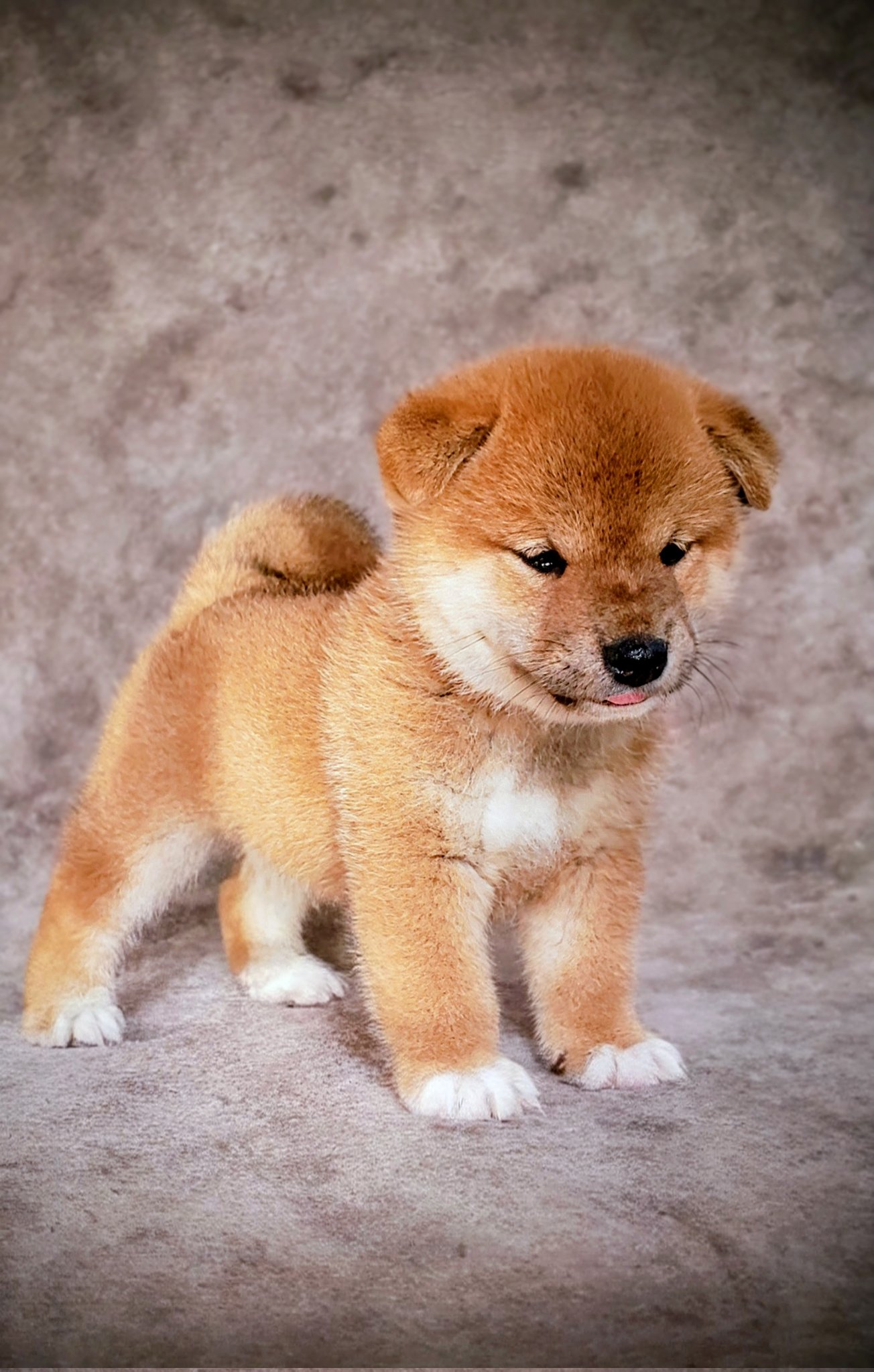 柴犬専門！海田犬舎（日本犬保存会） on X: 