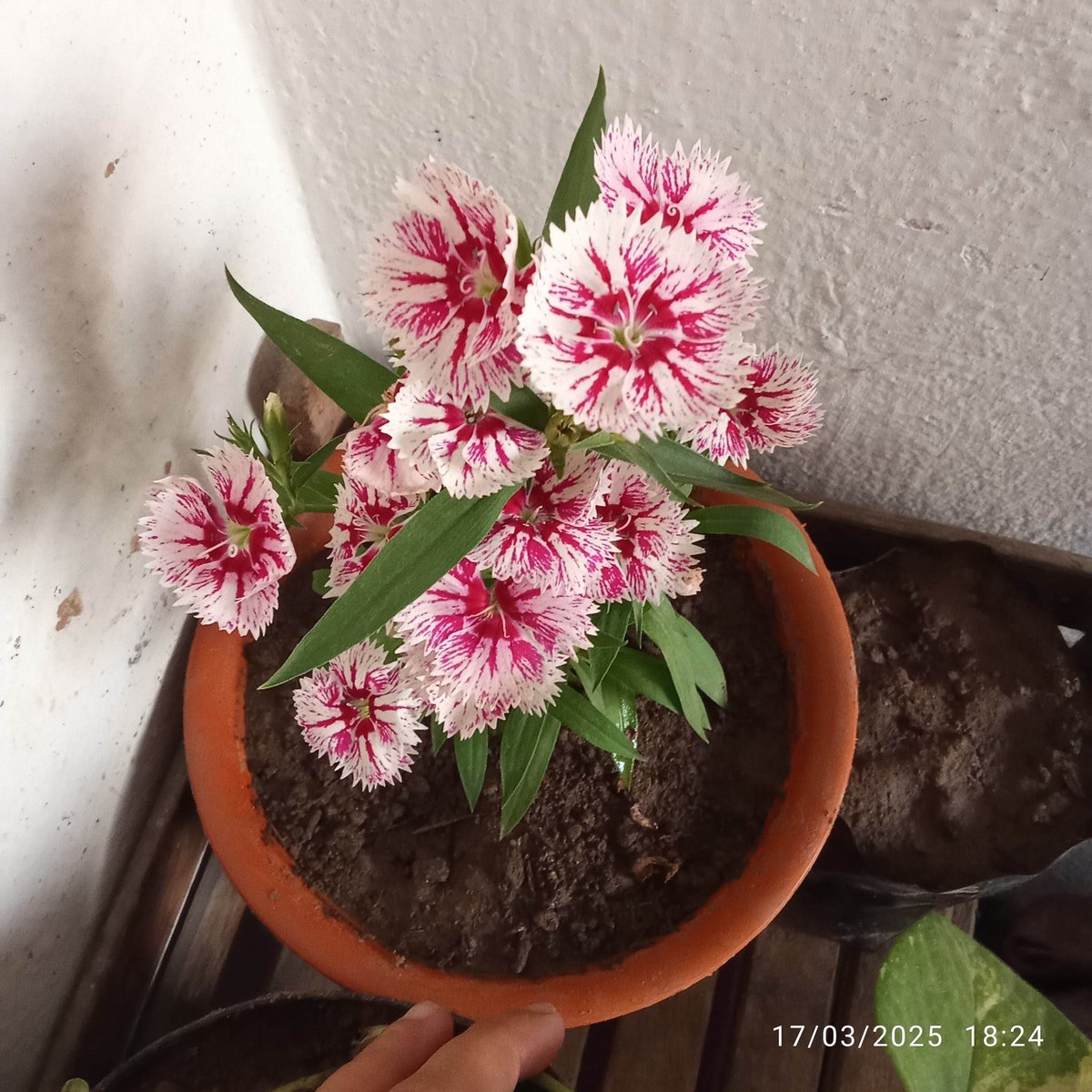 lavander tweet media