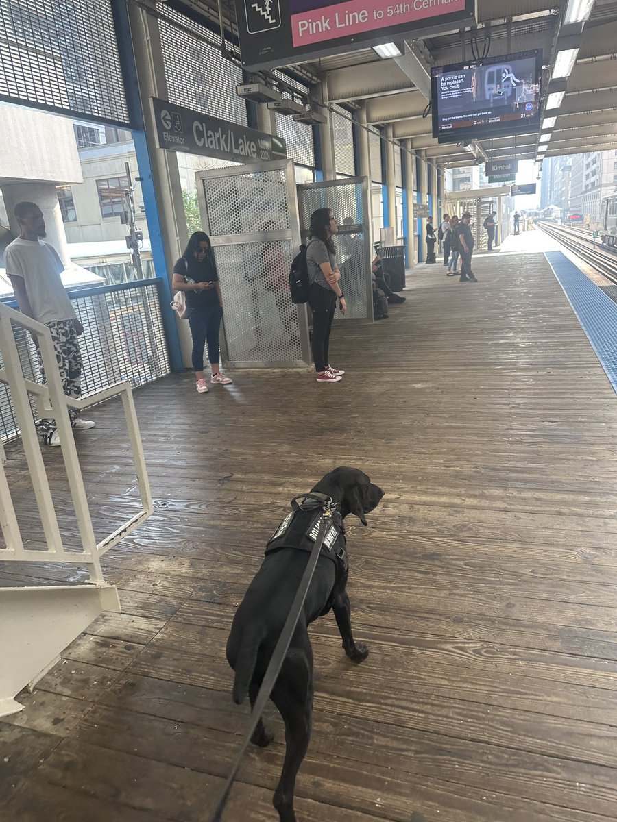 CPD_Transit (@cpdtransit) on Twitter photo Canine Officers on patrol at the downtown train stations. <a href="/CPD_BCT/">CPDCounterterrorism</a> <a href="/Chicago_Police/">Chicago Police</a> Canine Officers on patrol at the downtown train stations. <a href="/CPD_BCT/">CPDCounterterrorism</a> <a href="/Chicago_Police/">Chicago Police</a>