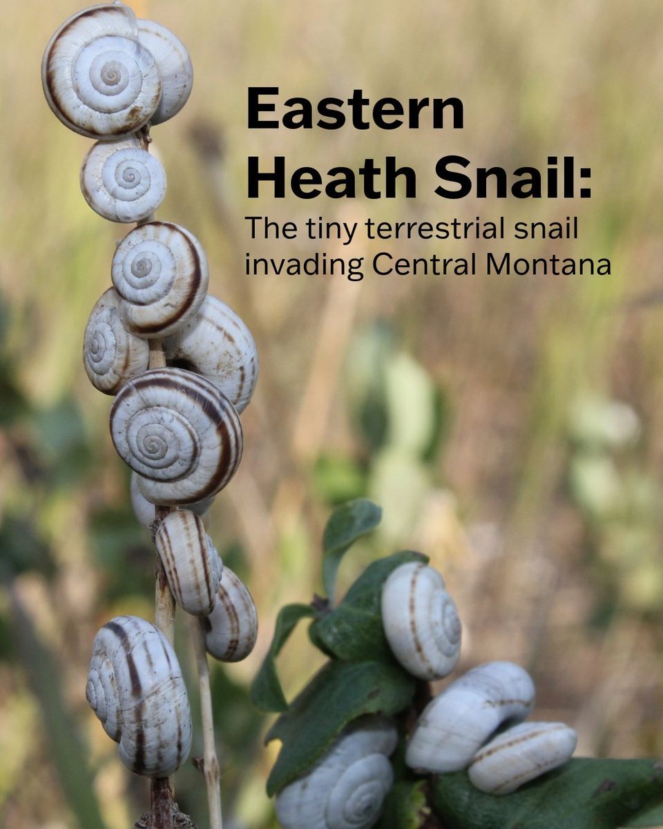 MSU_Extension's tweet image. The Eastern Heath Snail is a tiny invasive land snail that&apos;s gaining a foothold in central Montana which could result in big impacts to the state. Learn more:
montana.edu/extension/lila…