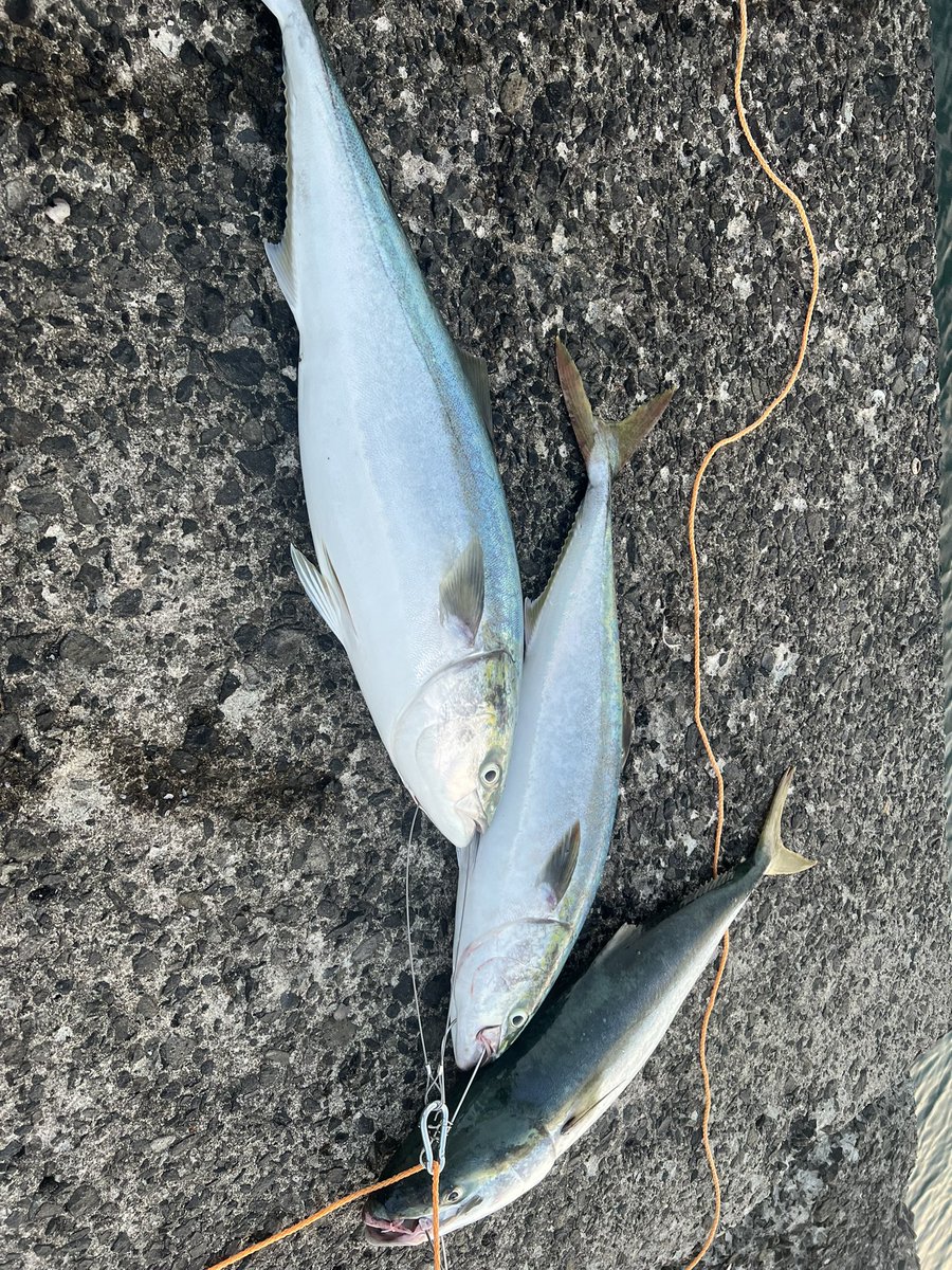 ひらたいひらた tweet media