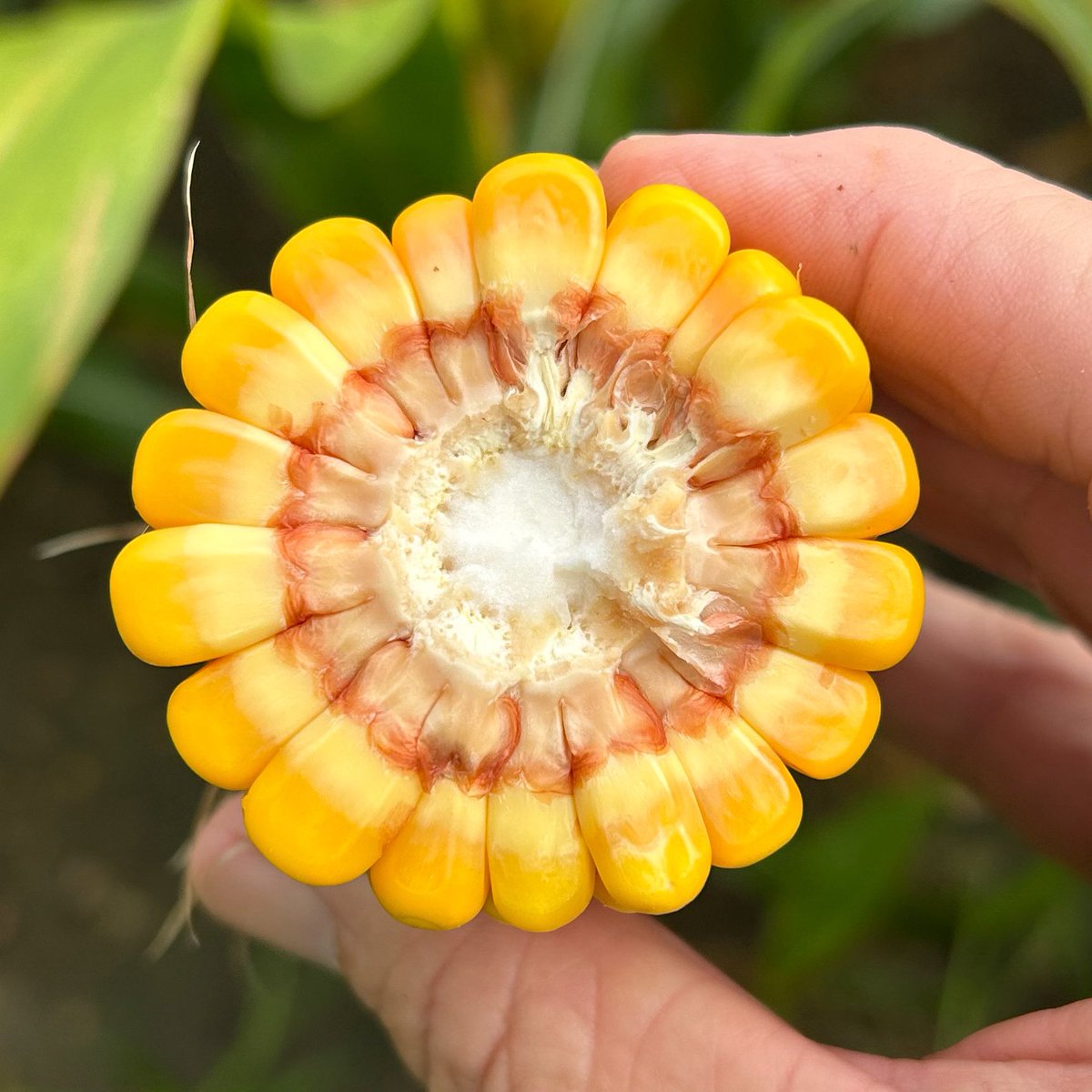 Rain can still help our April planted #corn. Kernels are still filling, so ample moisture will help pack on size and weight. 

The milk-line on this crop has progressed about 2/3 of the way through kernels. 

🌽#mscorn #MSUext #plant25 #harvest25 #dryland #ag #roi