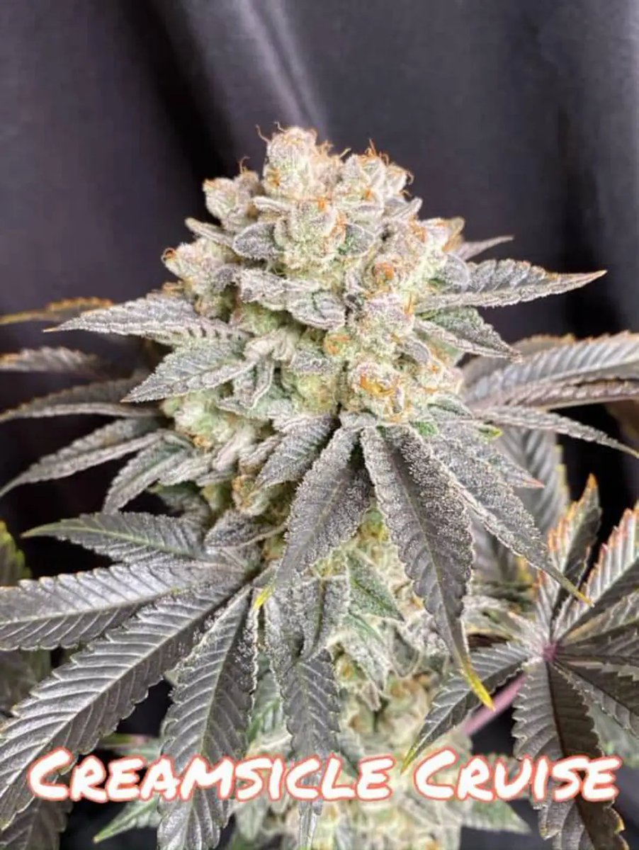 Im in love with this strain