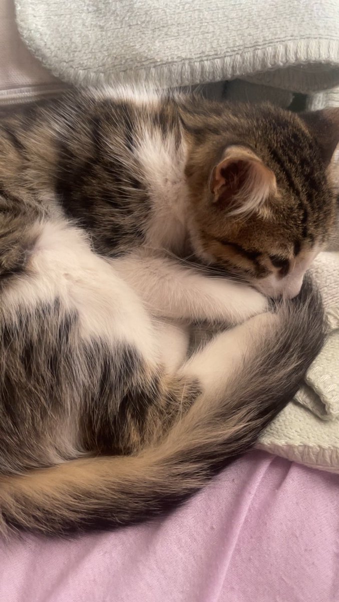 Koca Gobakli Emma tweet media