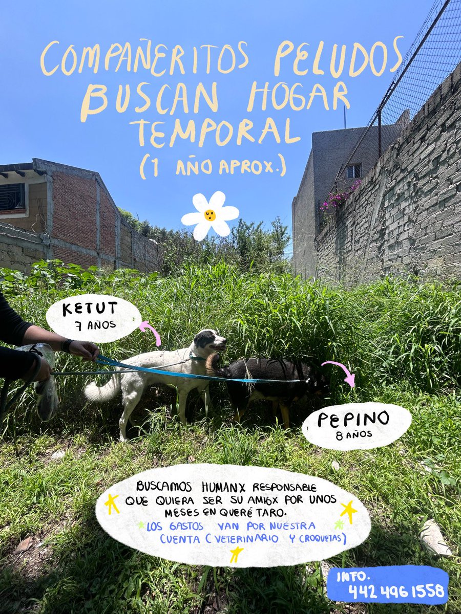 Hola a todxs, este post es para compartir que estos dos compitas buscan un hogar temporal durante un año.  Si me ayudas a compartir , lo agradecería muchoo; tal vez tú no puedes brindarles una casita, pero seguro alguien de tus contactos puede. Nos vendría increíble. #Querétar#q