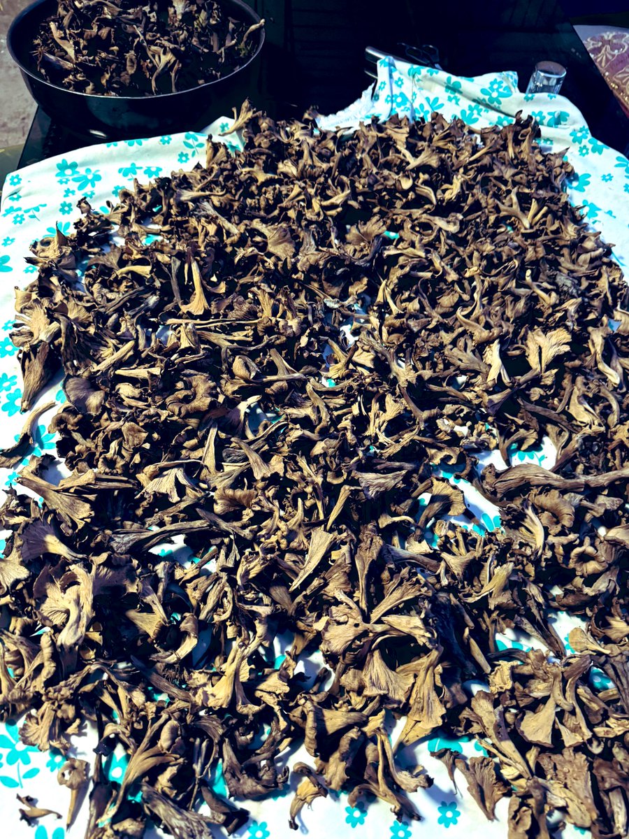 1 skogspromenad och klar för i år. 🍄‍🟫