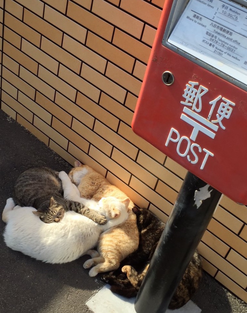 The stray cats at the nearby 7-Eleven were basking in the sun, turning into a pile of cats lol