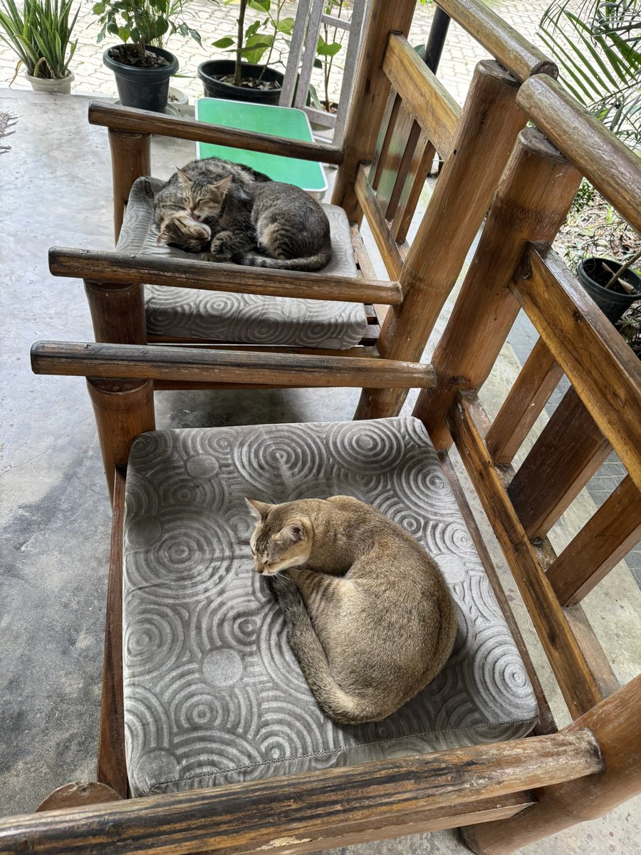 My lazy #cats in the morning .
They always create inconvenience for my visitors.
#Pet
