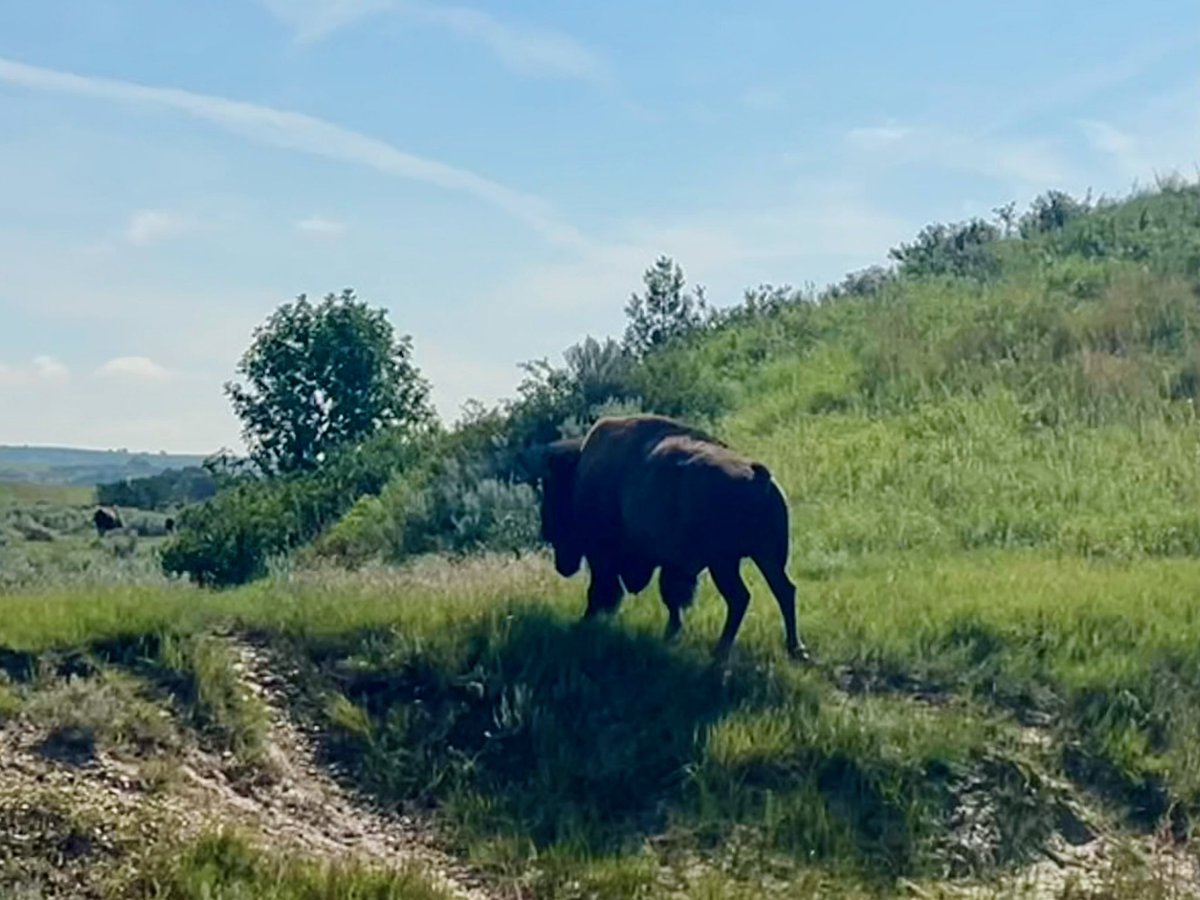 Adam Schemm (@adamschemm) on Twitter photo After seeing real life bison up close & in person today, it felt like a good day to finish this book. 🌩️🦬
<a href="/KevinDeShazo/">Kevin DeShazo</a> After seeing real life bison up close & in person today, it felt like a good day to finish this book. 🌩️🦬
<a href="/KevinDeShazo/">Kevin DeShazo</a>