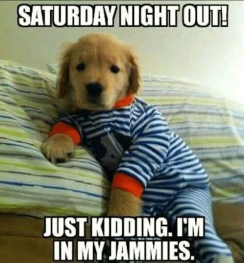 🤷‍♀️😂Have a restful night.  See y’all tomorrow.   🙏🏻🎶🎶🐾🐾😴❤️
