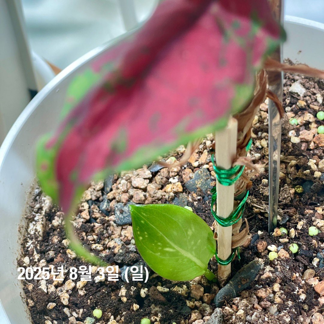 에구. 애기애기하네. 모체를 저만할 때부터 키웠는데 어느새 새 포기를 내는구만. 🥰😍❤️