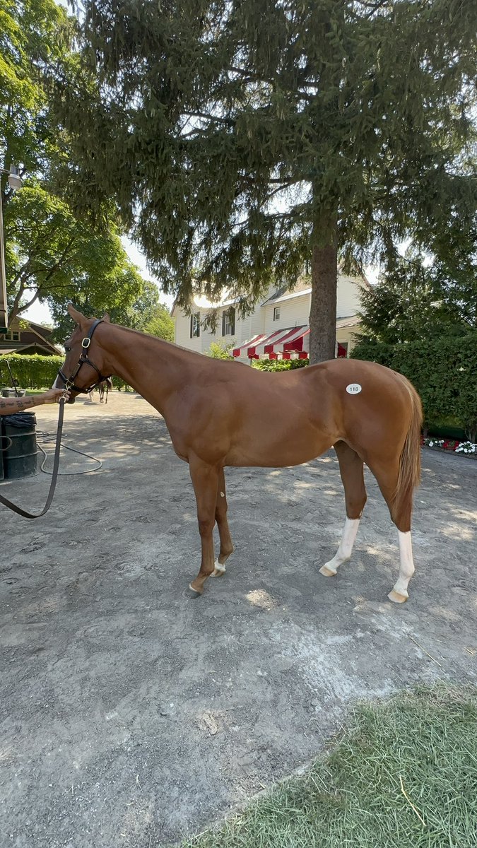 Justify3107's tweet image. So lucky to see my little buddy today😍🤩

What an absolute beauty this colt is. So calm, and composed. Classy classy individual. #Flightline 

@Gainesway is the absolute best, so welcoming and incredibly kind. 🙌🏼🙌🏼🙌🏼