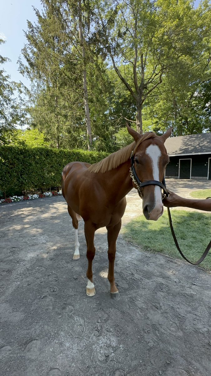 Justify3107's tweet image. So lucky to see my little buddy today😍🤩

What an absolute beauty this colt is. So calm, and composed. Classy classy individual. #Flightline 

@Gainesway is the absolute best, so welcoming and incredibly kind. 🙌🏼🙌🏼🙌🏼