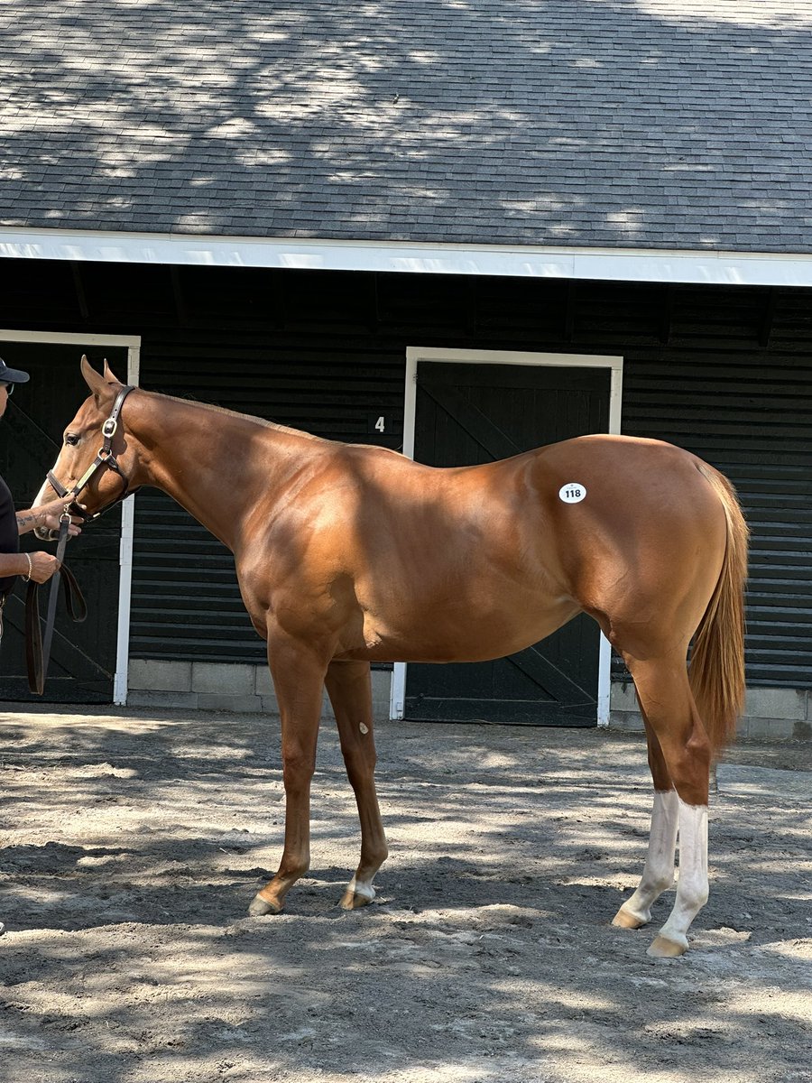 Justify3107's tweet image. So lucky to see my little buddy today😍🤩

What an absolute beauty this colt is. So calm, and composed. Classy classy individual. #Flightline 

@Gainesway is the absolute best, so welcoming and incredibly kind. 🙌🏼🙌🏼🙌🏼