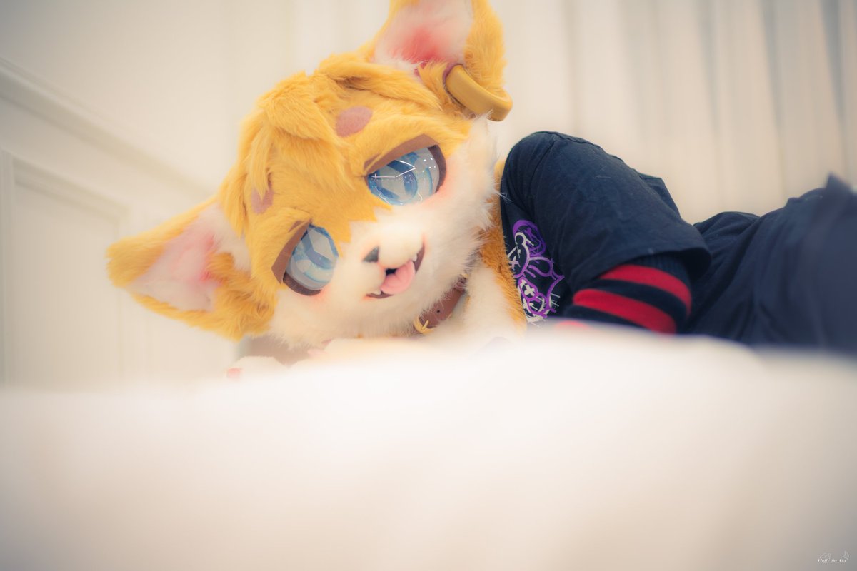 트친 아직 잠들면 안대...
진실게임하자
좋아하는퍼슈트있어...?

📷: <a href="/Fluffy_fur_Fox/">_Fluffy_Fox 🔜 집</a>