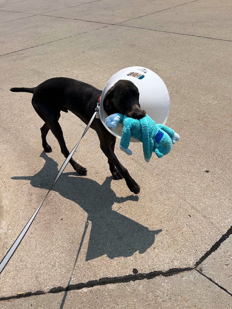 My big guy had a rough week, but his recovery landed him as Iowa State’s Vet Science pet of the week 🧡 thankful for the care he received and he is getting stronger each day!
vetmed.iastate.edu/story/beating-…