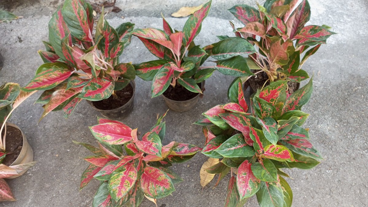 snxzhee's tweet photo. #wts DIJUAL TANAMAN AGRONEMA 
• sudah dirawat lebih dari 1 tahun
• mudah dirawat bagi pemula
• warna cantik dan tanaman sudah besar
• mempercantik halaman rumah

🤍 only dom semarang
DM me for more info, tanya tanya dlu juga boleh @snxzhee https://t.co/jyqOPb3taj