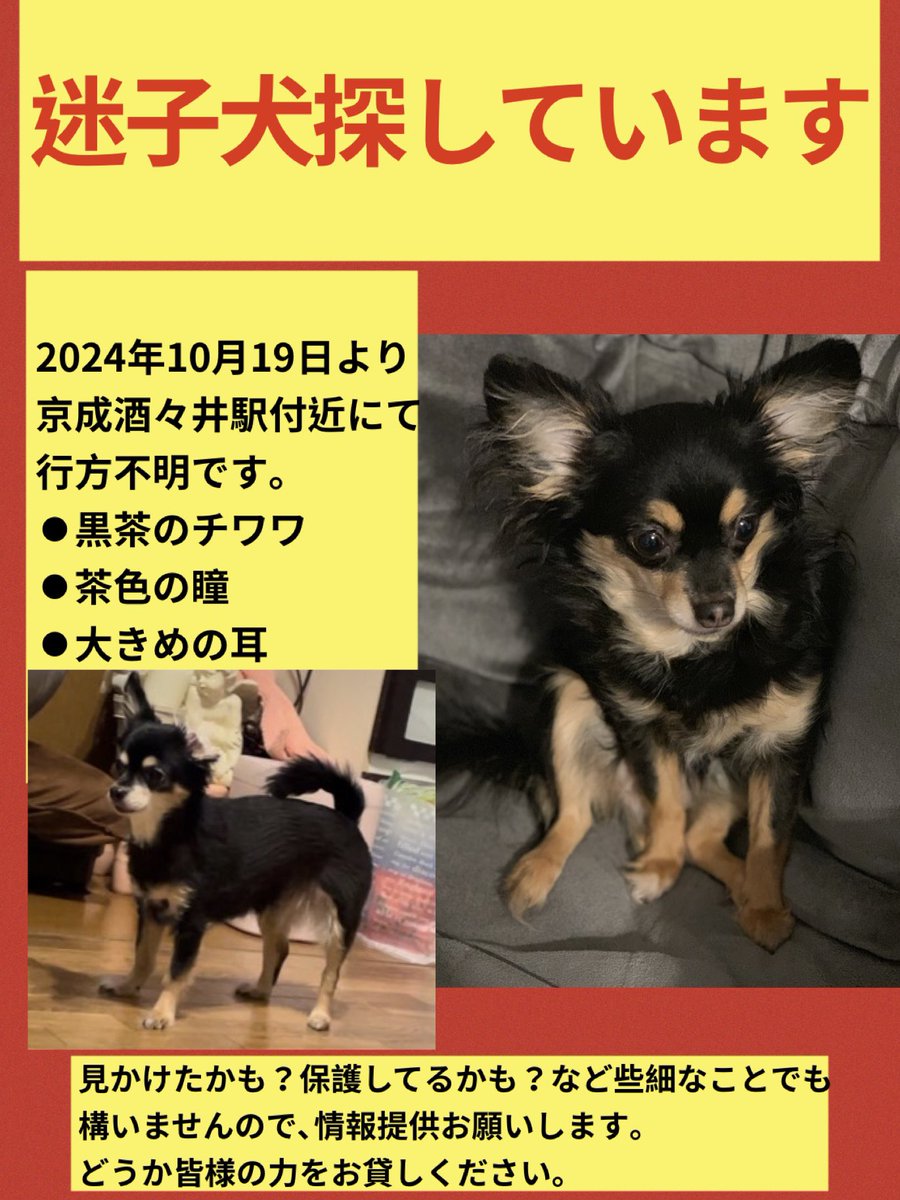 黒茶のチワワ【あんず♀】を探しています。
有力な情報なく探す範囲絞れていません。
些細なことでも構いませんので情報提供お願いします。
#迷子犬 #迷い犬 #保護犬 #チワワ 
#黒柴 #黒い犬 #犬 #老犬 
#千葉県 #酒々井町 #佐倉市 #成田市
#富里市 #印西市 #八街市 #印旛沼 
#小型犬 #脱走犬 #茨城県