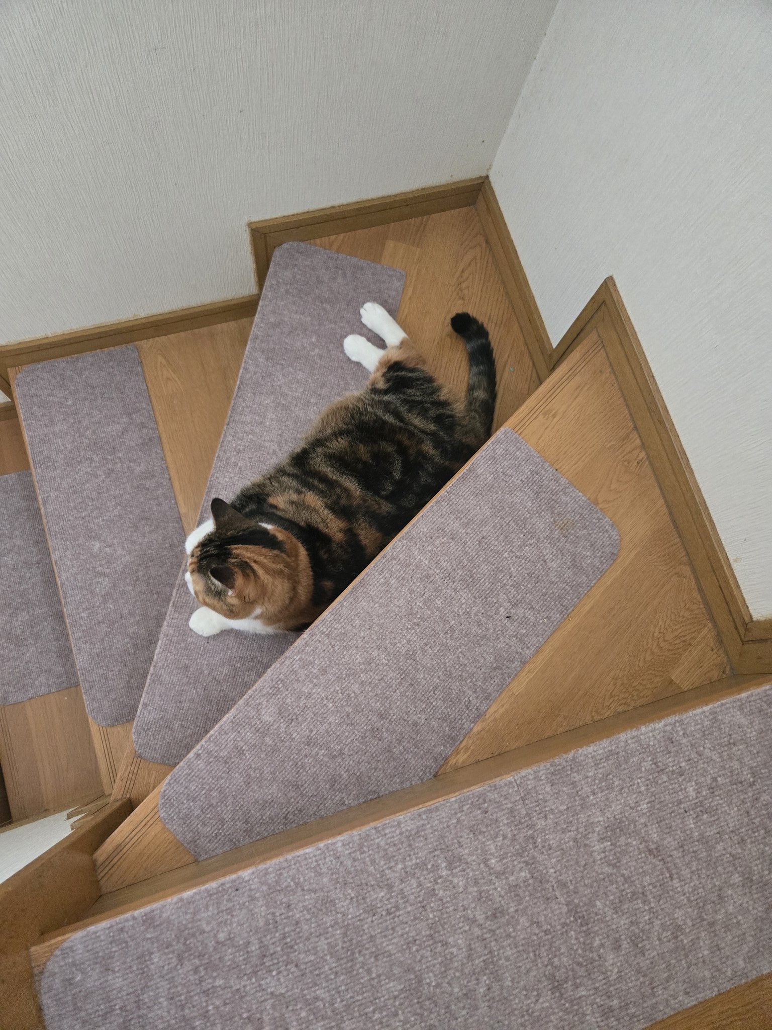鶴猫 鶴 on X: 