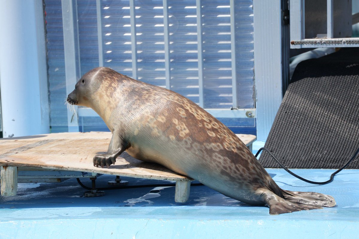 あざらし様① かわいすぎるワモンアザラシ🦭ひかるくん💓 Follow