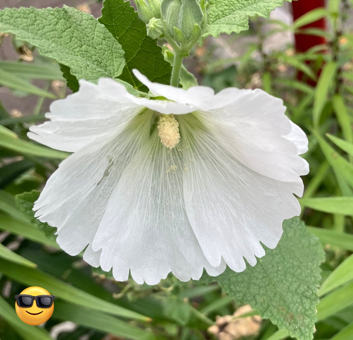 okav.com | [ピンクパイナップル] flutter of birds ～鳥達の羽ばたき